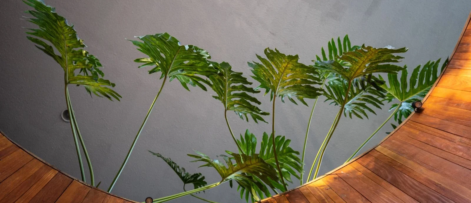 A guide to biophilic design in care homes